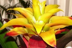flower_0477