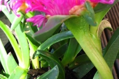flower_0478