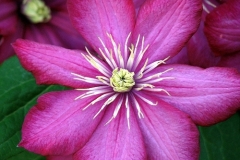 flower_0479