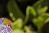 flower_0480