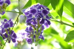 flower_0481