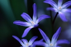 flower_0482