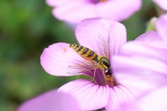 flower_0483