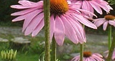 flower_0484