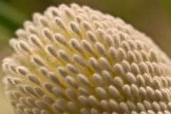 flower_0485