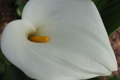 flower_0486