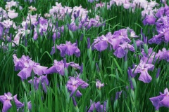 flower_0487