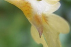 flower_0488