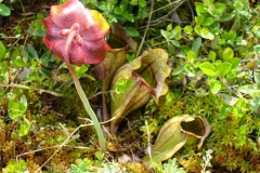 flower_0489