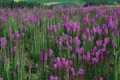 flower_0490