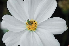 flower_0491