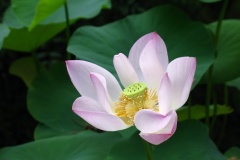 flower_0492