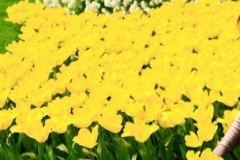 flower_0493