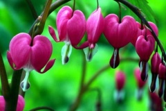 flower_0494