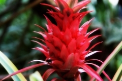 flower_0495
