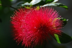 flower_0496