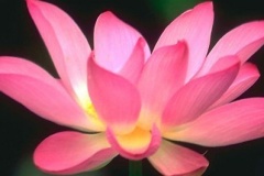 flower_0497