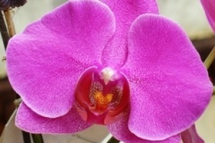 flower_0498