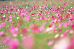 flower_0499