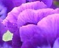 flower_0501