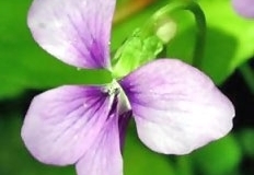 flower_0502