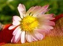 flower_0503