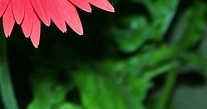 flower_0504