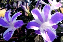 flower_0505